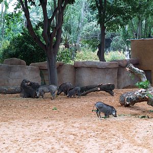 Barcelona Zoo -Warthogs