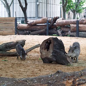Barcelona Zoo -Warthogs