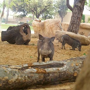 Barcelona Zoo - Warthogs