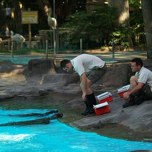 Barcelona Zoo - Seals "training"