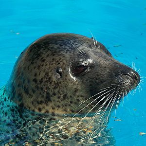 Barcelona Zoo - Harbor seal