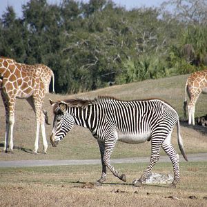 grevys zebra