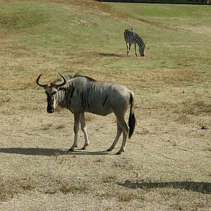 wildebeest