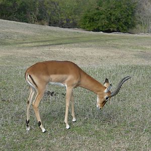 impala
