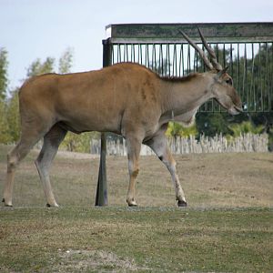 eland
