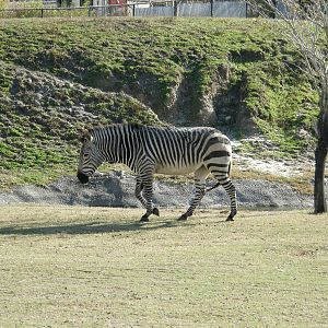 mountain zebra