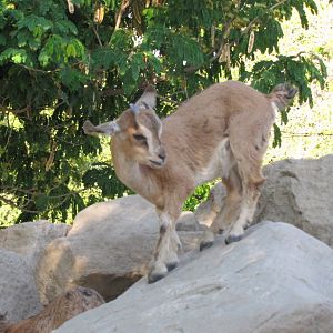 PERSIAN ibex bezoar baby(dezful zoo)