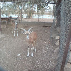 PERSIAN MAFLUN SHEEP (DEZFUL ZOO)