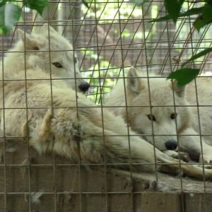 Catoctin Zoo -- Arctic Wolves