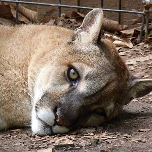 Catoctin Zoo -- Cougar