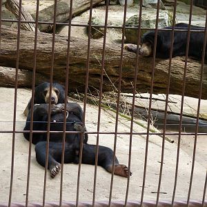 Catoctin Zoo -- Sun Bears