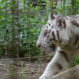 Catoctin Zoo -- White Tiger Cub