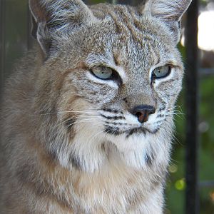 Chattanooga Zoo Animals