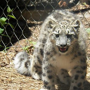 Chattanooga Zoo Animals