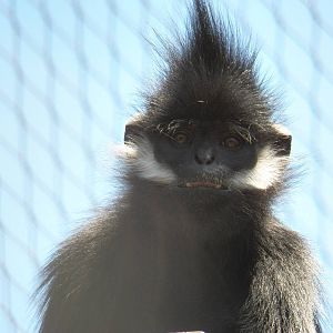 Chattanooga Zoo Animals