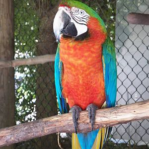 Chattanooga Zoo Animals