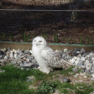 guldsundborg zoo snow 2007