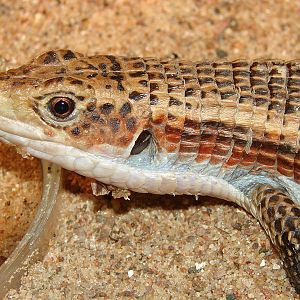 Gerrhosaurus major / Round-nosed plated lizard (imm male), 10-04-2011