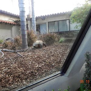 Sunrise Stroll- Komodo Dragon exhibit