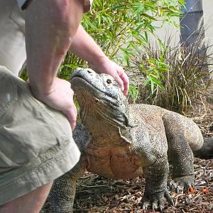 Sunrise Stroll-Komodo Dragon and keeper