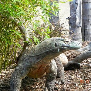 Sunrise Stroll- Dragon