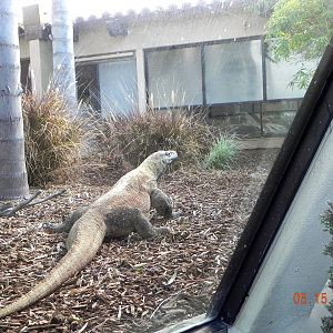 Sunrise Stroll-Dragon walking away