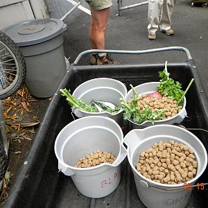 Sunrise Stroll- Bear food