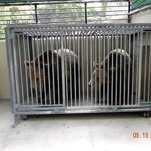 Sunrise Stroll-Grizzly Bears Montana and Scout