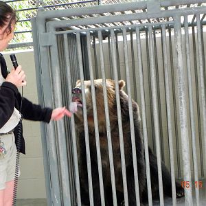 Sunrise Stroll- Opening his mouth for keeper