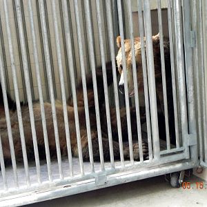 Sunrise Stroll- Grizzly Bear brothers