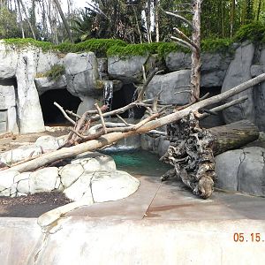 Sunrise Stroll- Grizzly Bear and Brown Bear exhibit