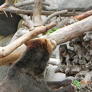 Sunrise Stroll-found it!