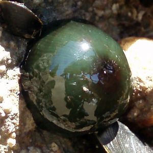 Beadlet Anemone (Actinia equina)