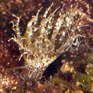 Trumpet Anemone (Aiptasia mutabilis)