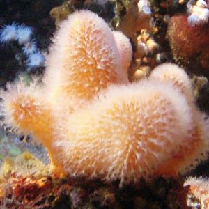 Dead Man's Fingers (Alcyonium digitatum)