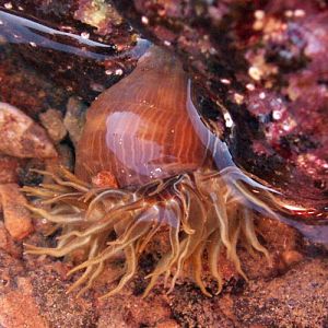 Berried Anemone (Alicia mirabilis)