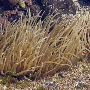 Snakelocks Anemone (Anemonia sulcata)