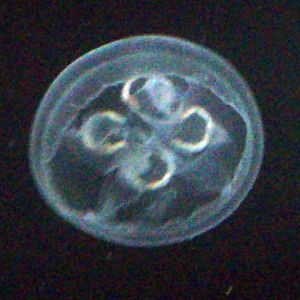 Moon Jellyfish (Aurelia aurita)