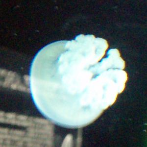 Jelly Blubber (Catostylus mosaicus)