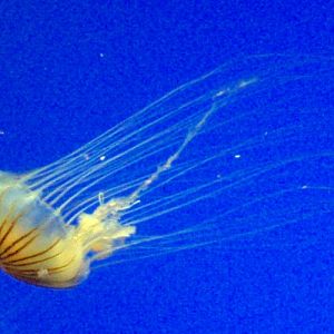 Japanese Sea Nettle (Chrysaora melanaster)
