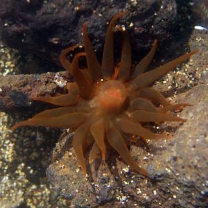 Sunset Cup Coral (Leptopsammia pruvoti)