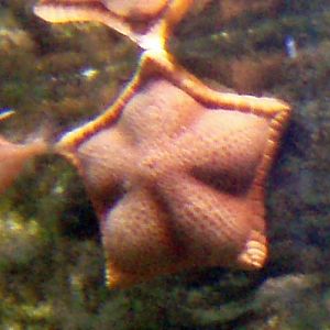 Squishy Star (Ceramaster placenta)