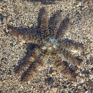 White Starfish (Coscinasterias tenuispina)