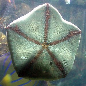 Cushion Star (Culcita novaeguineae)