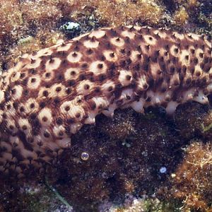Sea Cucumber (Holothuria sanctori)
