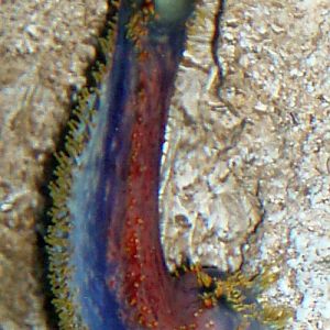 Australian Sea Apple (Paracucumaria tricolor)