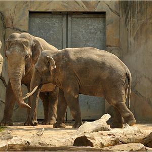 Elephant-bulls at Köln Zoo