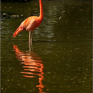 Flamingo at Köln Zoo