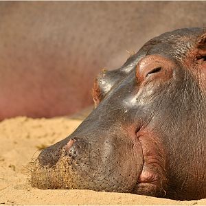 Hippo at Köln Zoo