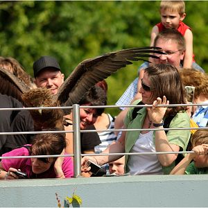 Bateleur eagle on visitor at Köln Zoo
